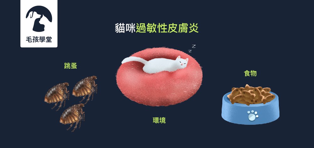 跳蚤 ? 食物 ? 環境 ? 都是皮膚過敏原因 !? 令人頭疼的貓咪「過敏性皮膚炎」大解密